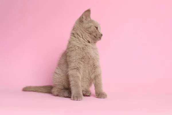 Scottish Straight Baby Cat Pink Background — Stock Photo, Image