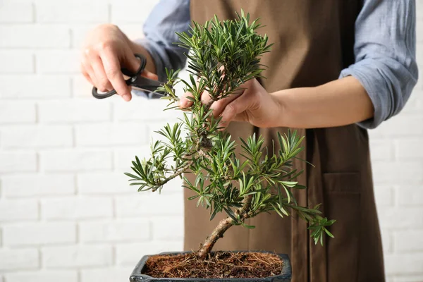 Japon Bonsai Bitkisini Buduyor Yakın Plan Evde Zen Atmosferi Oluşturuluyor — Stok fotoğraf