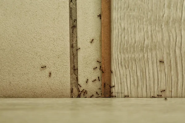 自宅で床の上に多くの黒いアリ トップビュー 害虫駆除 — ストック写真
