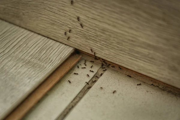 自宅で床に多くの黒いアリ 害虫駆除 — ストック写真