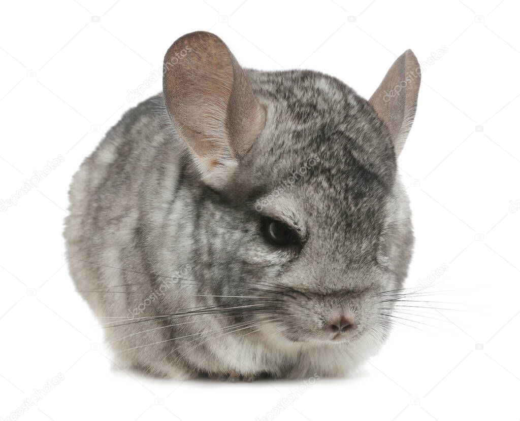 Cute funny grey chinchilla isolated on white