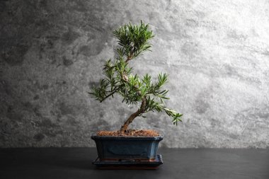 Japon bonsai bitkisi siyah taş masada. Evde zen atmosferi oluşturuluyor