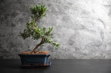 Japon bonsai bitkisi siyah taş masada, yazı için yer var. Evde zen atmosferi oluşturuluyor