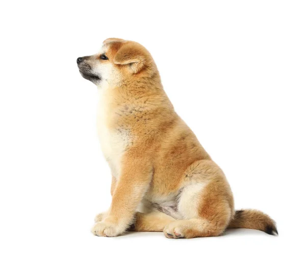 Leuke Akita Inu Puppy Witte Achtergrond Baby Dier — Stockfoto