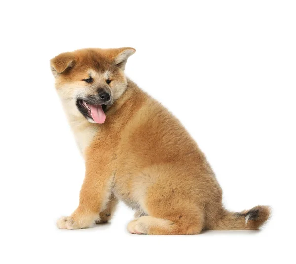 Söt Akita Inu Valp Vit Bakgrund Bebisdjur — Stockfoto