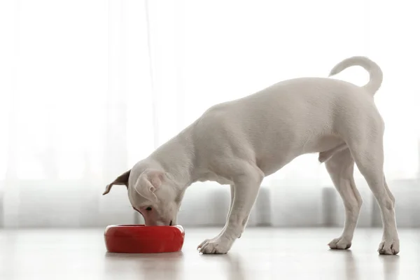 Χαριτωμένος Τζακ Ράσελ Τεριέ Τρώει Εσωτερικούς Χώρους Υπέροχο Σκυλί — Φωτογραφία Αρχείου
