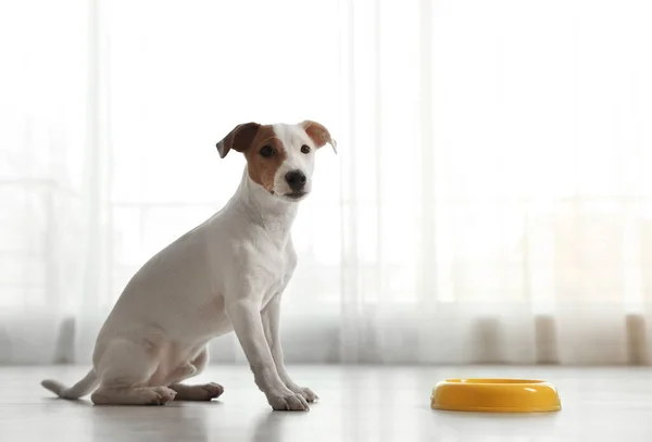 Sød Jack Russel Terrier Nær Fodring Skål Indendørs Dejlig Hund - Stock-foto