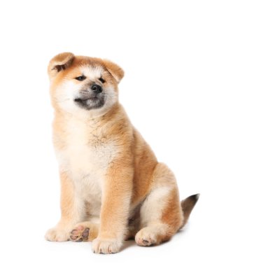 Beyaz arka planda şirin bir Akita Inu köpeği. Yavru hayvan