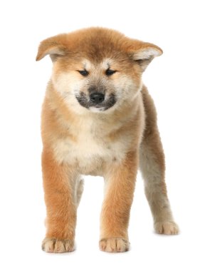 Beyaz arka planda şirin bir Akita Inu köpeği. Yavru hayvan