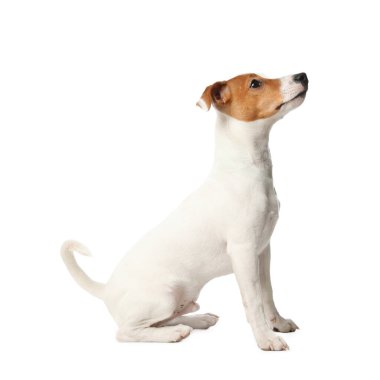 Beyaz arka planda şirin Jack Russel Terrier. Güzel köpek.