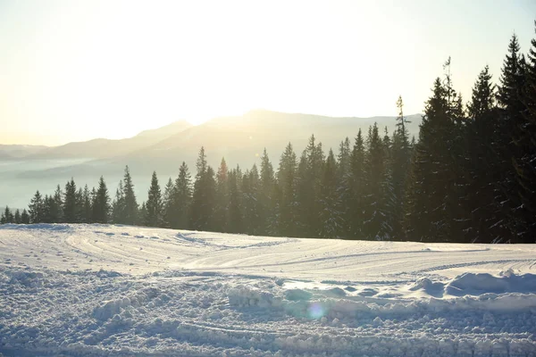 冬の日に雪に覆われた針葉樹林の絵のような景色 — ストック写真