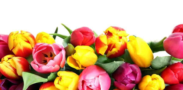 Красиві Яскраві Весняні Тюльпани Білому Тлі — стокове фото