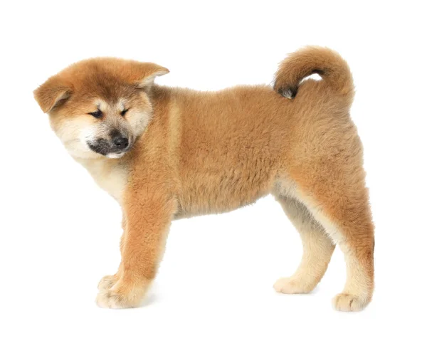 Carino Akita Inu Cucciolo Sfondo Bianco Bambino Animale — Foto Stock