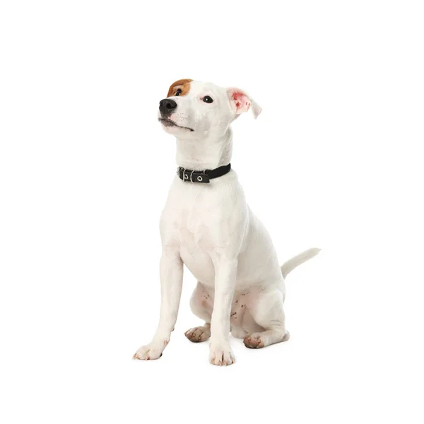 Jack Russel Terrier在白色背景上很可爱可爱的狗 — 图库照片