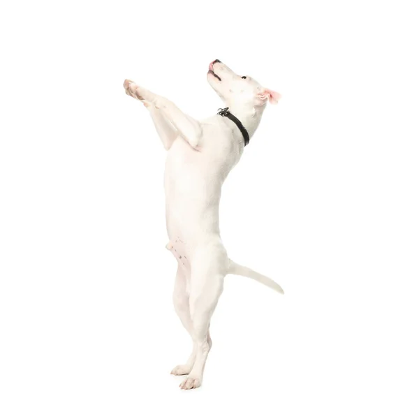 Cute Jack Russel Terrier White Background Lovely Dog — Stock Photo, Image