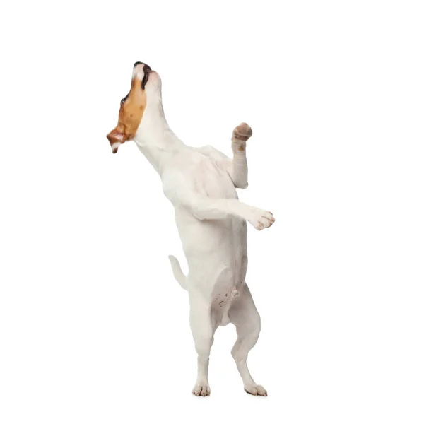 Bonito Jack Russel Terrier Fundo Branco Cão Lindo — Fotografia de Stock