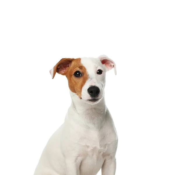 Leuke Jack Russel Terrier Witte Achtergrond Mooie Hond — Stockfoto