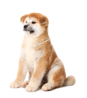 Beyaz arka planda şirin bir Akita Inu köpeği. Yavru hayvan