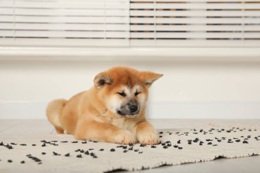 Şirin bir Akita Inu yavrusu. Yavru hayvan