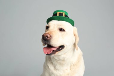 Açık gri arka planda leprikon şapkalı Labrador Retriever. Aziz Patrick Günü