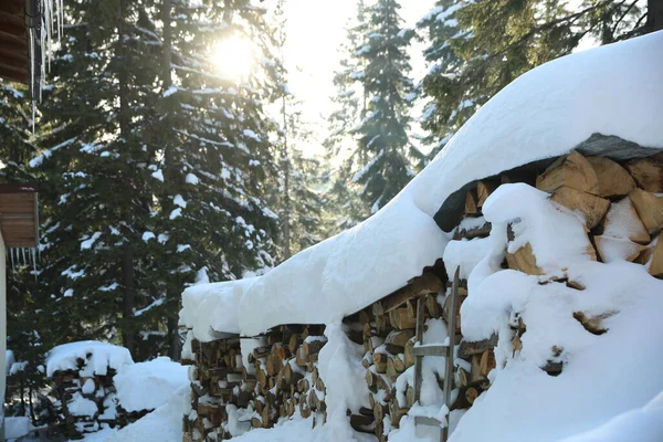 Pile Firewood Covered Snow Conifer Forest — Stock Photo, Image