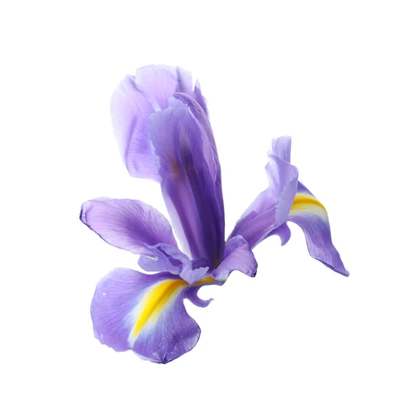 Vacker Iris Isolerad Vit Närbild Vårblomma — Stockfoto