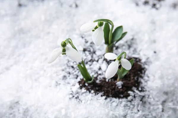 Flores Nieve Frescas Que Crecen Través Nieve Primavera —  Fotos de Stock