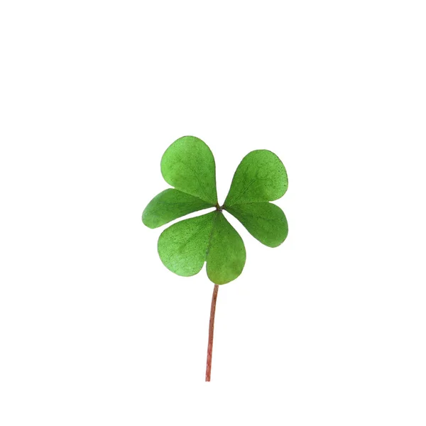 Fresh Clover Leaf Isolated White Patrick Day Celebration — Stock Photo, Image