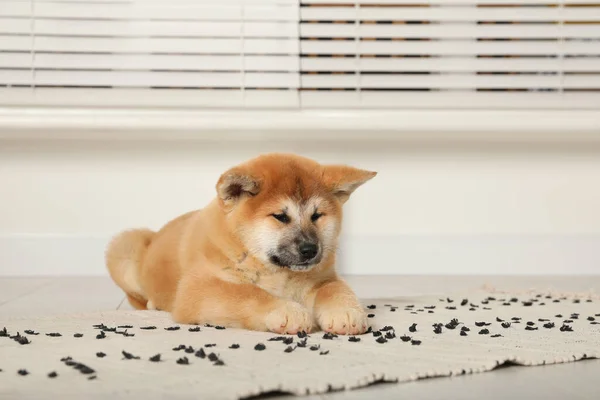 Lindo Cachorro Akita Inu Dentro Bebé Animal — Foto de Stock