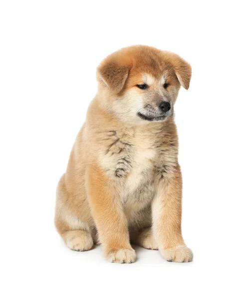 바탕에 귀여운 아키타 강아지 — 스톡 사진