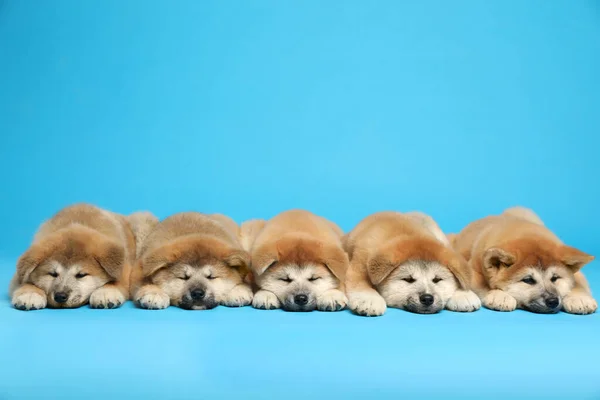 Lindos Cachorros Akita Inu Sobre Fondo Azul Claro Espacio Para —  Fotos de Stock