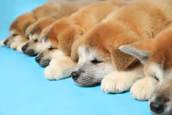 淡い青の背景にかわいい秋田犬の子犬 赤ちゃん動物 — ストック写真