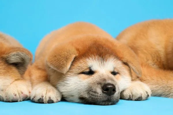 Lindos Cachorros Akita Inu Sobre Fondo Azul Claro Bebé Animales —  Fotos de Stock