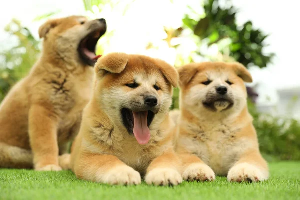 Lindos Cachorros Akita Inu Hierba Verde Aire Libre Bebé Animales —  Fotos de Stock
