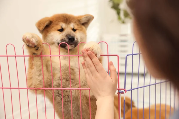 Mujer Cerca Parque Infantil Con Akita Inu Cachorro Interior Primer — Foto de Stock