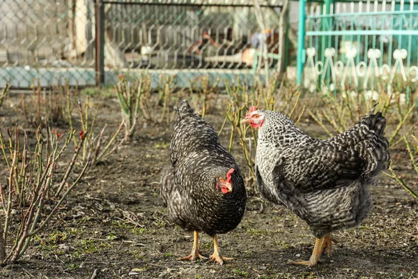 Gyönyörű Fekete Csirkék Sétálnak Szabadban Napsütéses Napon — Stock Fotó