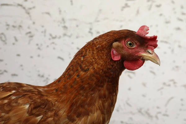 Beautiful Red Chicken Light Background Domestic Animal — Stock Photo, Image