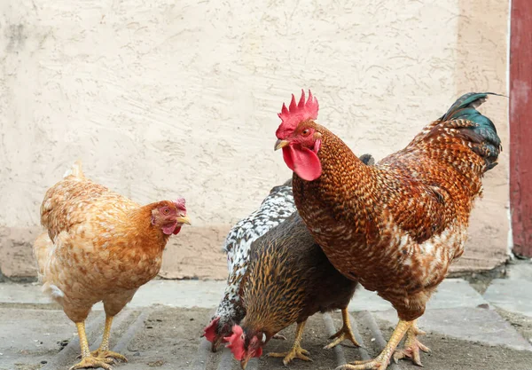 Bahçedeki Güzel Renkli Tavuklar Horozlar Evcil Hayvan — Stok fotoğraf