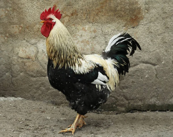Big Beautiful Rooster Yard Domestic Animal — Stock Photo, Image