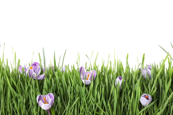 Friss Zöld Crocus Virágok Fehér Háttérrel Tavaszi Szezon — Stock Fotó