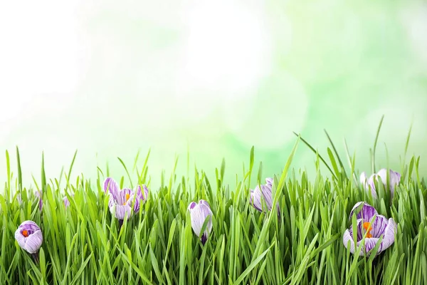 Hierba Fresca Flores Azafrán Sobre Fondo Verde Claro Espacio Para — Foto de Stock