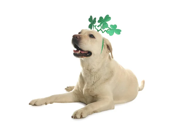 Labrador Retriever Avec Trèfle Laisse Bandeau Sur Fond Blanc Saint — Photo