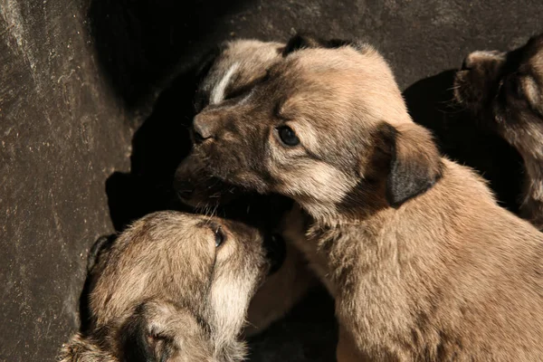 Cuccioli Randagi All Aperto Nella Giornata Sole Animali Neonati — Foto Stock