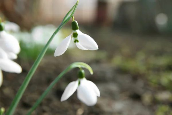 Hermosas Gotas Nieve Creciendo Jardín Primer Plano Flores Primavera —  Fotos de Stock