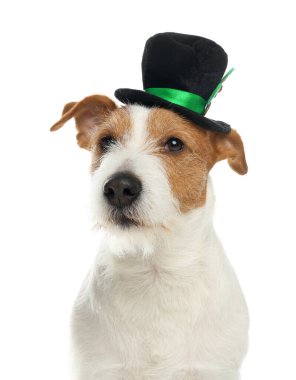Beyaz arka planda cüce şapkalı Jack Russell Terrier. Aziz Patrick Günü