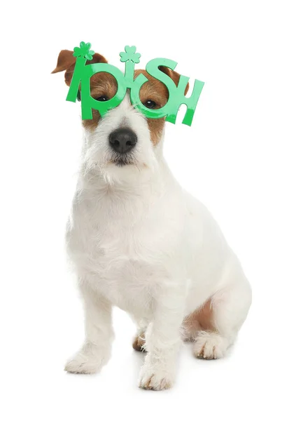Jack Russell Terrier Avec Des Verres Fête Irlandais Sur Fond — Photo