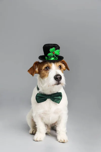 Jack Russell Terrier Con Sombrero Duende Pajarita Sobre Fondo Gris — Foto de Stock