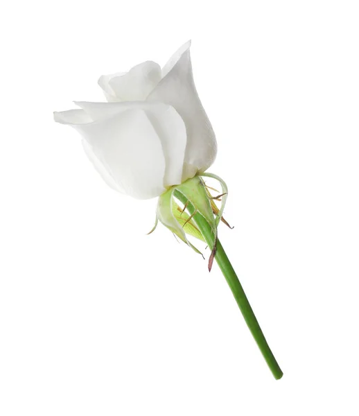 Belle Fleur Rose Fleurie Isolée Sur Blanc — Photo