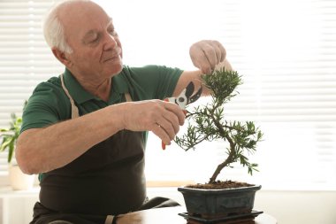 İçeride Japon bonsai bitkileriyle ilgilenen kıdemli bir adam. Evde zen atmosferi oluşturuluyor