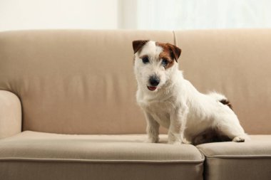 Evdeki kanepede oturan sevimli Jack Russell Terrier. Güzel köpek.